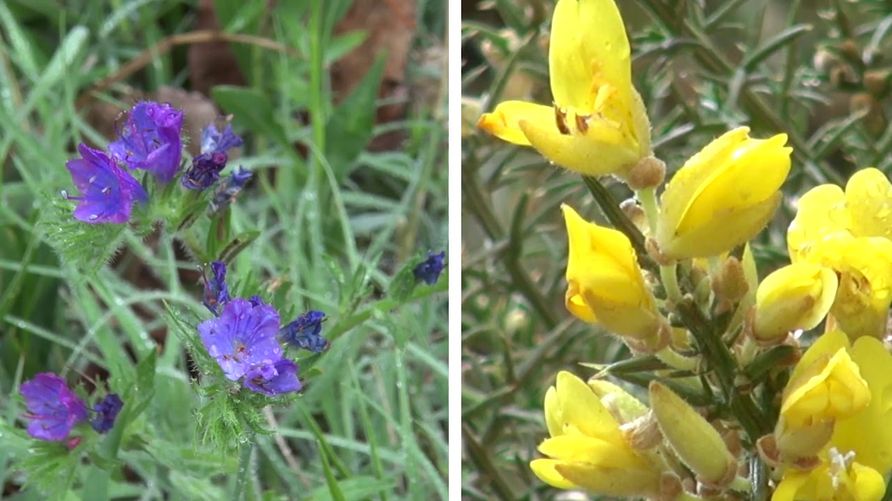 527528 – Guia de flora da Pateira ao longo dos Percursos Pedestres